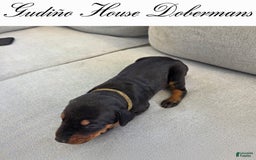 Doberman Pinscher dogs for sale: Yellow Collar Female - Image 3