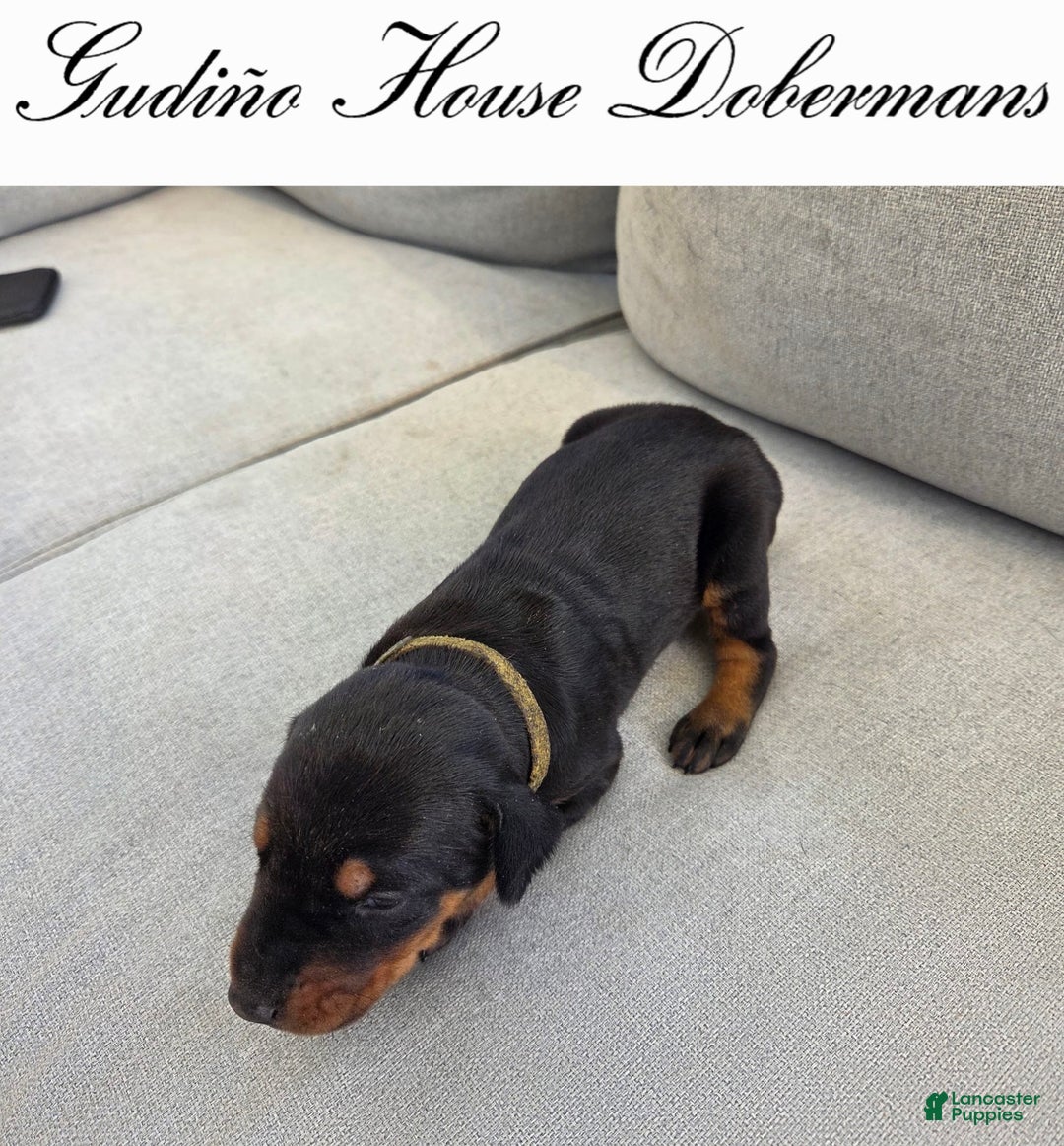 Doberman Pinscher dogs for sale: Yellow Collar Female - Image 3