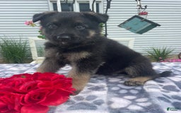 German Shepherd dogs for sale: Salem - Image 3