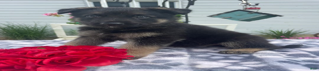 Salem