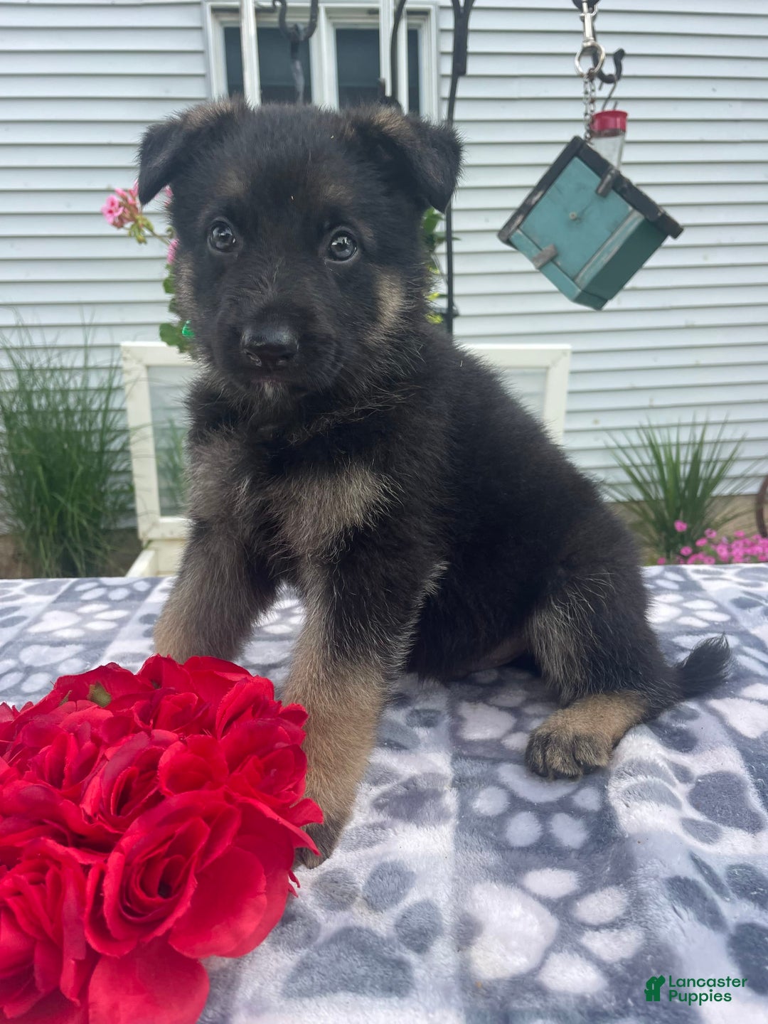 German Shepherd dogs for sale: Salem - Image 3