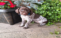 German Shorthaired Pointer dogs for sale: Oakley - Image 1