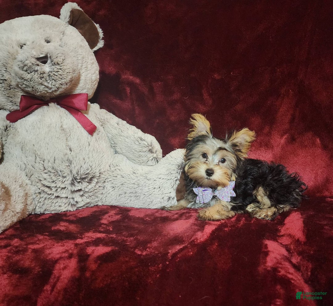 Yorkshire Terrier dogs for sale: Maui - Image 13