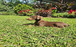 Doberman Pinscher dogs for sale: Daisy - Image 2