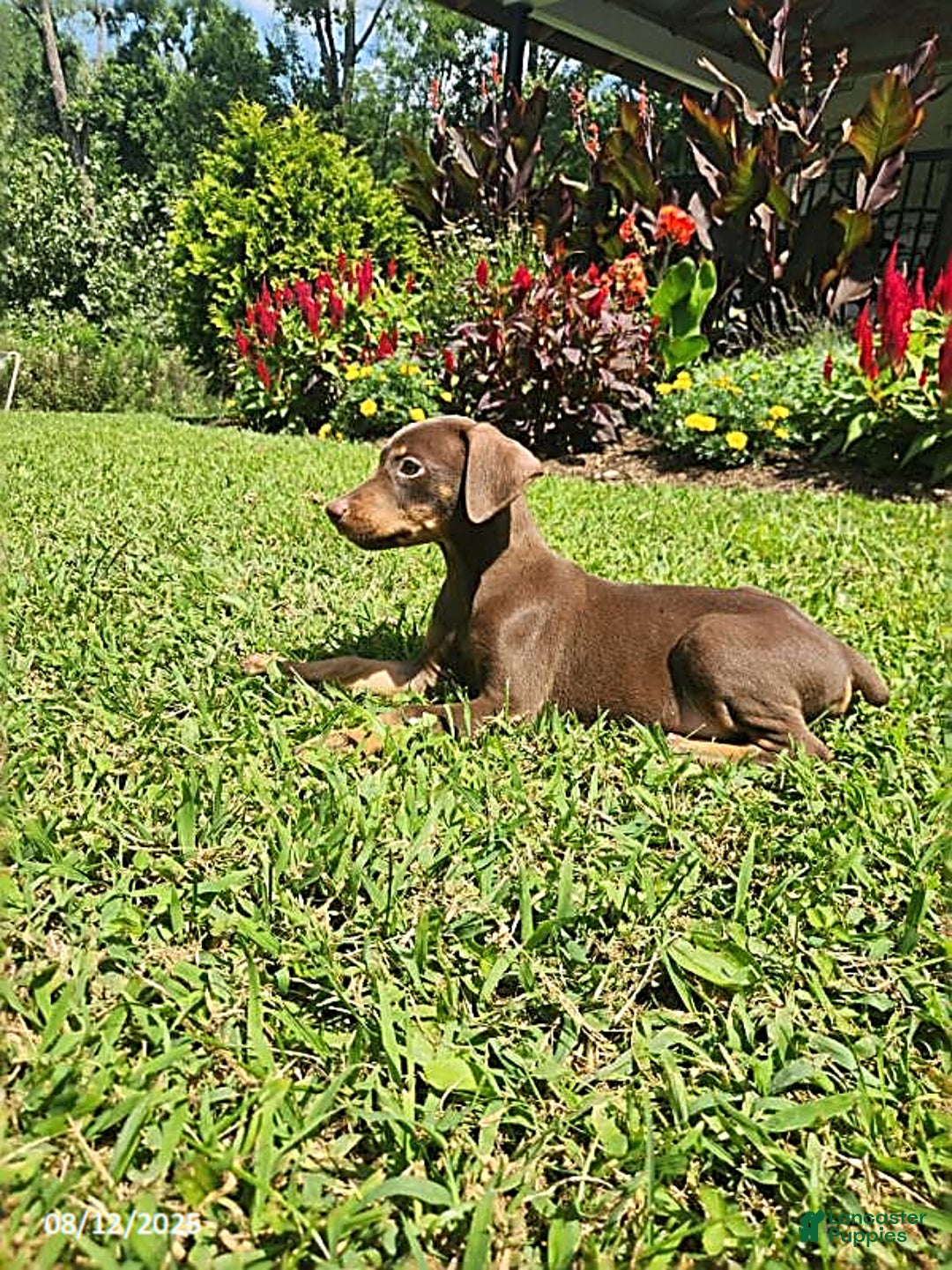 Doberman Pinscher dogs for sale: Daisy - Image 2