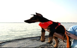 Doberman Pinscher dogs for sale: Banana - Image 4