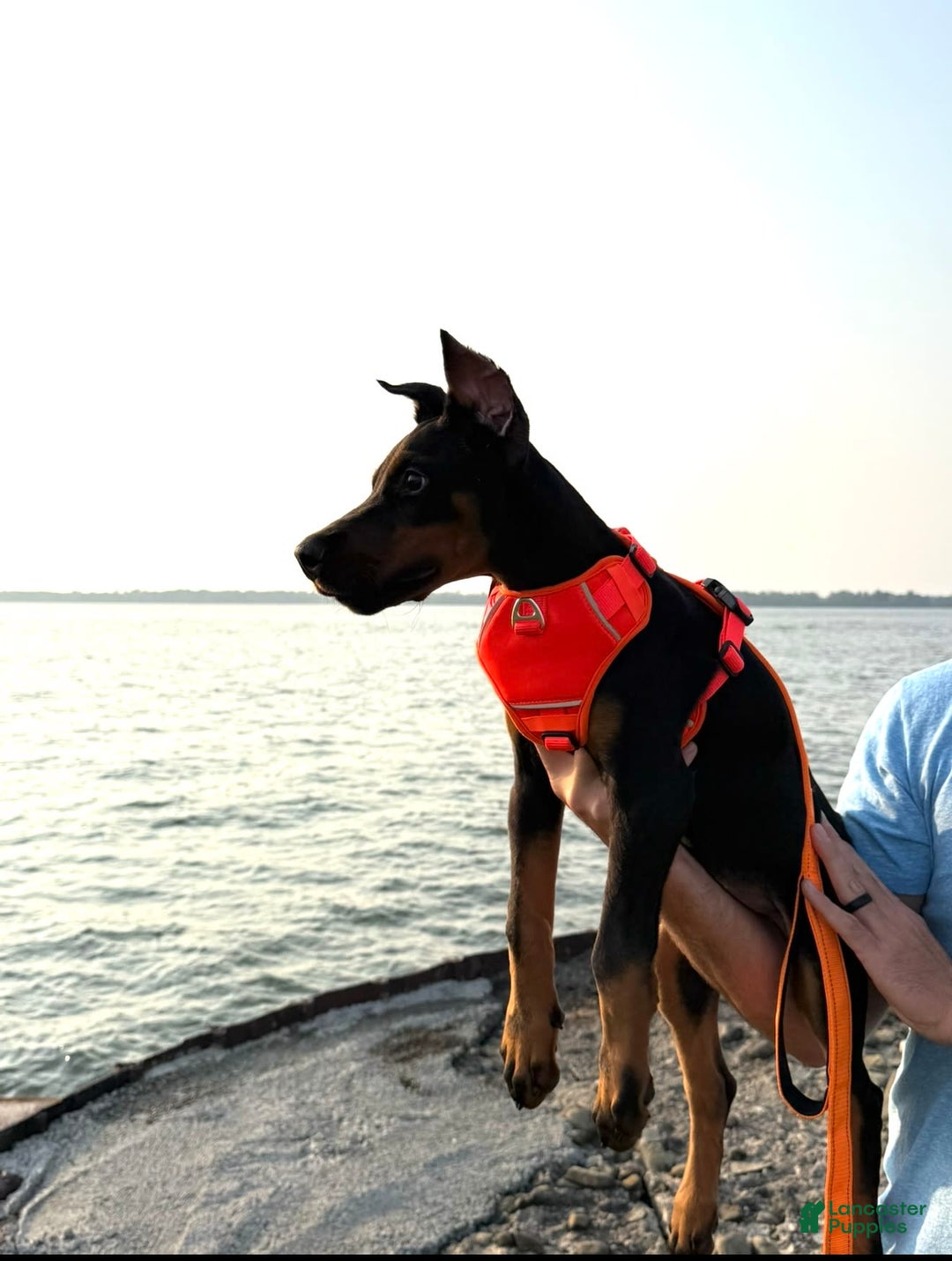 Doberman Pinscher dogs for sale: Banana - Image 4