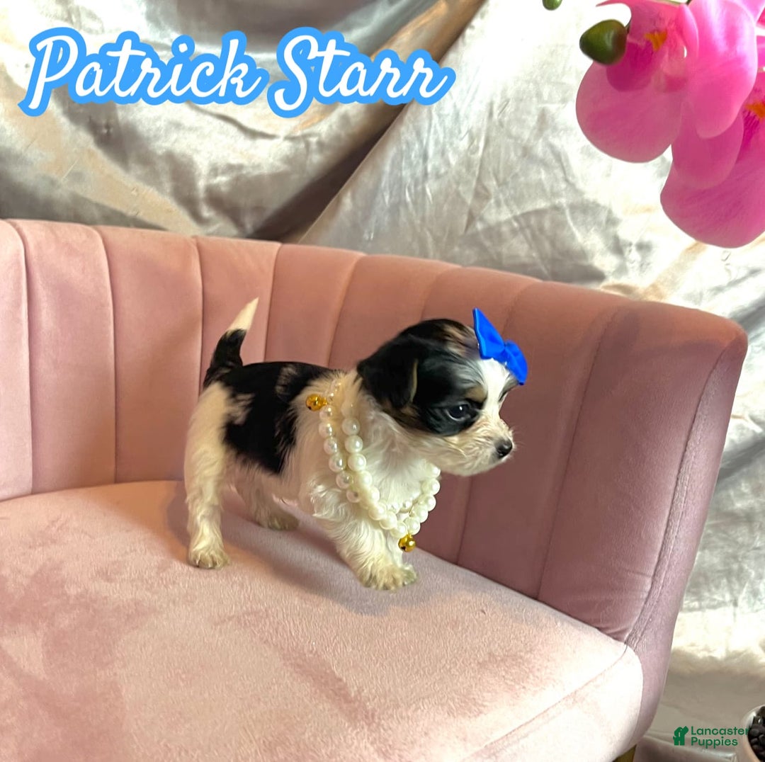 Yorkshire Terrier dogs for sale: Patrick Starr - Image 14