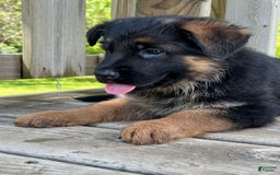German Shepherd dogs for sale: Red collar - Image 1