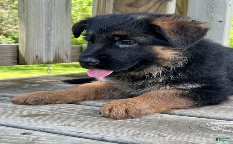German Shepherd dogs for sale - Ad 3
