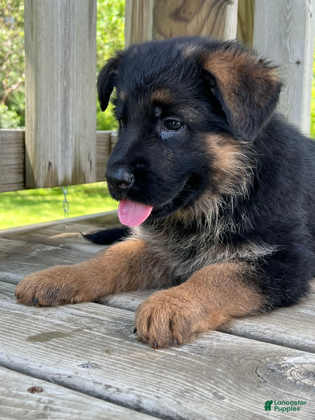 German Shepherd dogs for sale: Red collar - Image 1