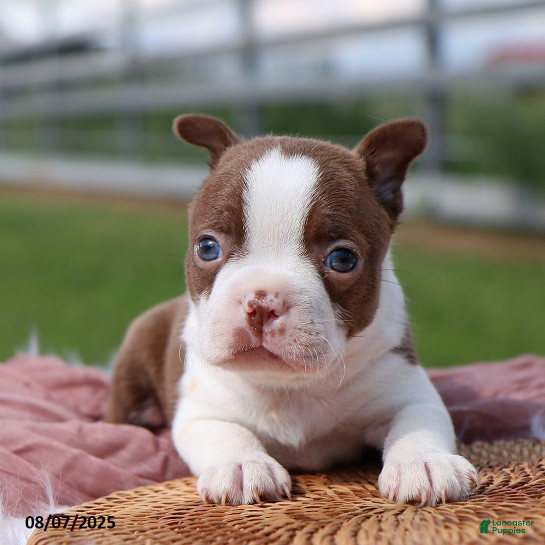 Boston Terrier dogs for sale: Marley - Image 1