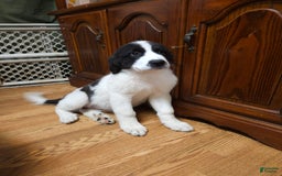 Great Pyrenees dogs for sale: Trish - Image 7