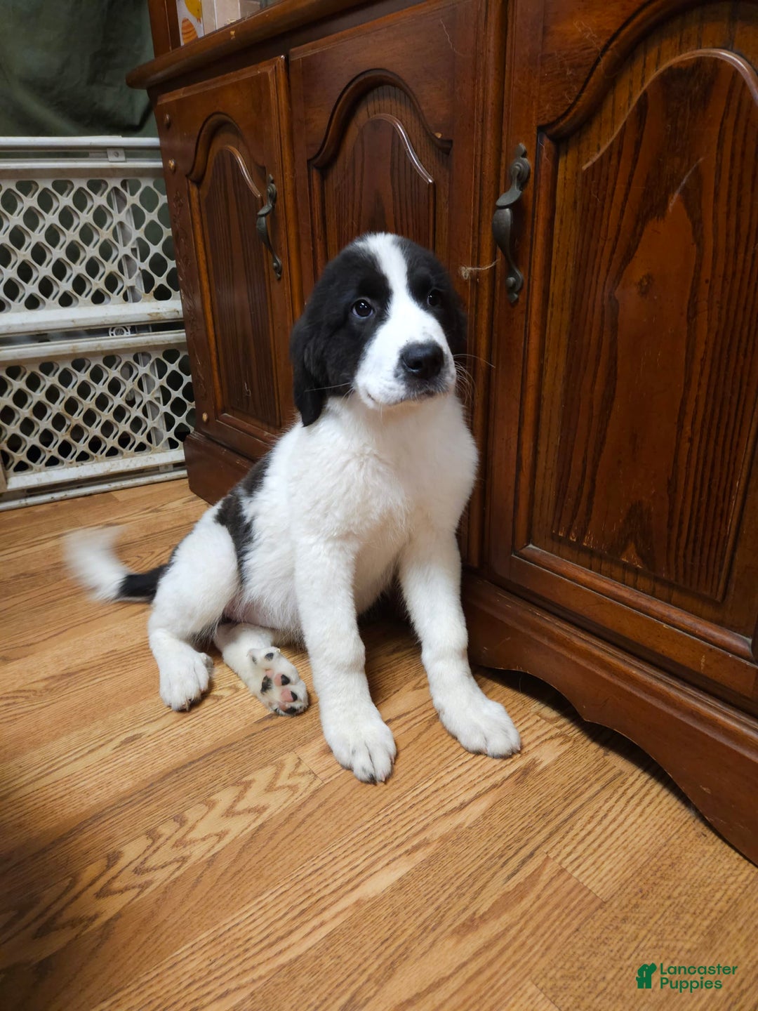 Great Pyrenees dogs for sale: Trish - Image 7
