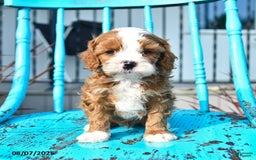 Cavapoo dogs for sale: Action - Image 1