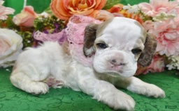 Cocker Spaniel dogs for sale: Akcabbysablepartimerleblueeyescockerpuppy - Image 9