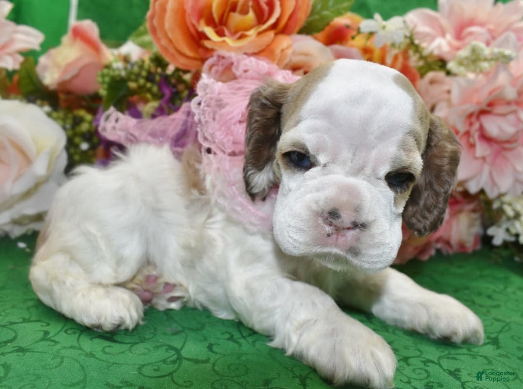Cocker Spaniel dogs for sale: Akcabbysablepartimerleblueeyescockerpuppy - Image 9
