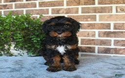 Cavapoo dogs for sale: Tessa - Image 2