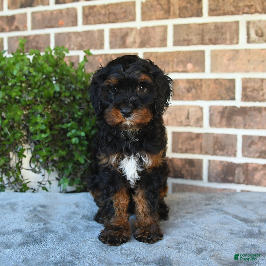 Cavapoo dogs for sale: Tessa - Image 2