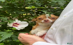 Chihuahua dogs for sale: Chihuahua 2 puppies - Image 19