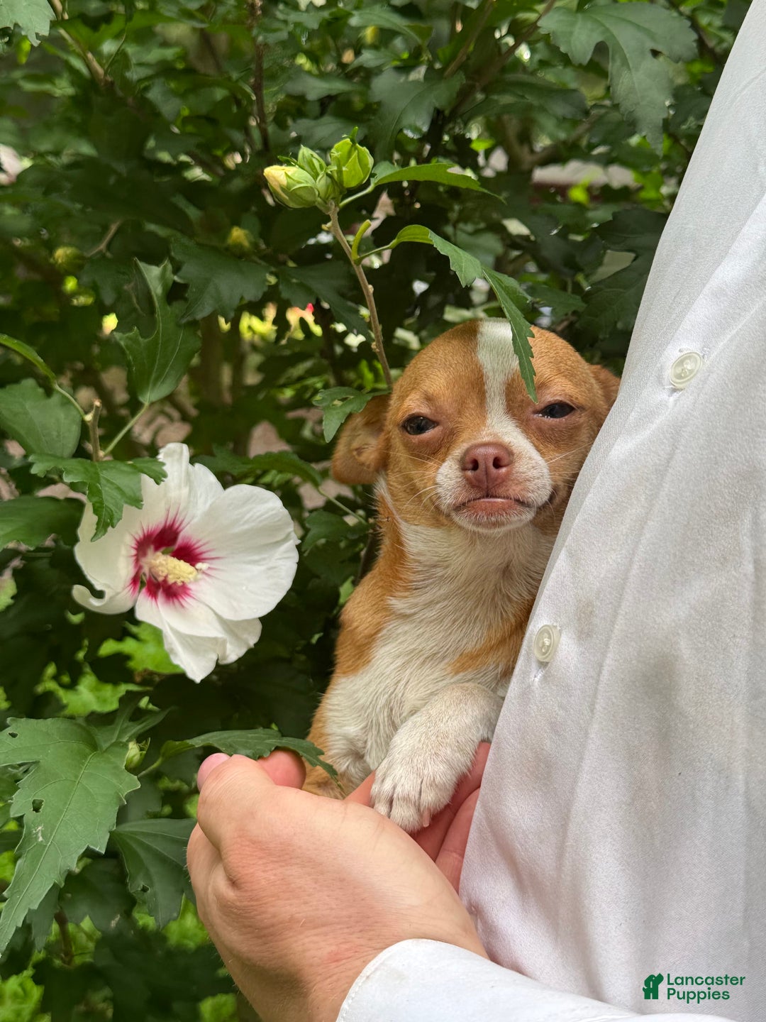 Chihuahua dogs for sale: Chihuahua 2 puppies - Image 19