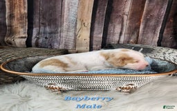 English Springer Spaniel dogs for sale: Bayberry - Image 3