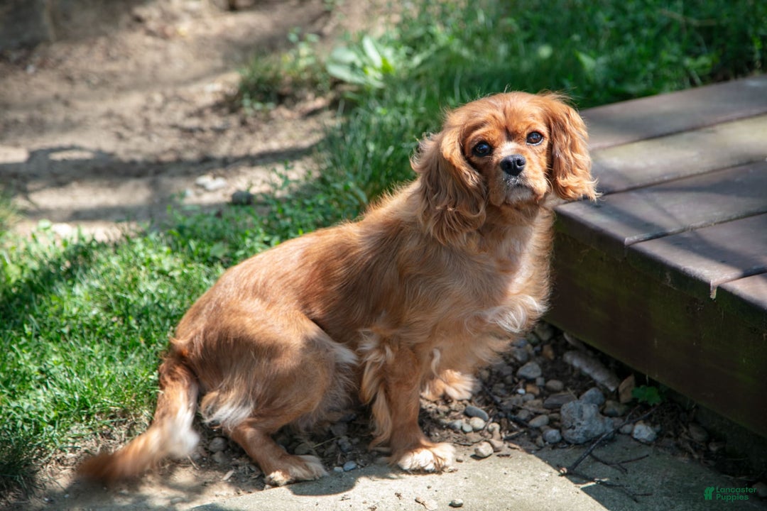 Cavalier King Charles Spaniel dogs for sale: Princess - Image 8