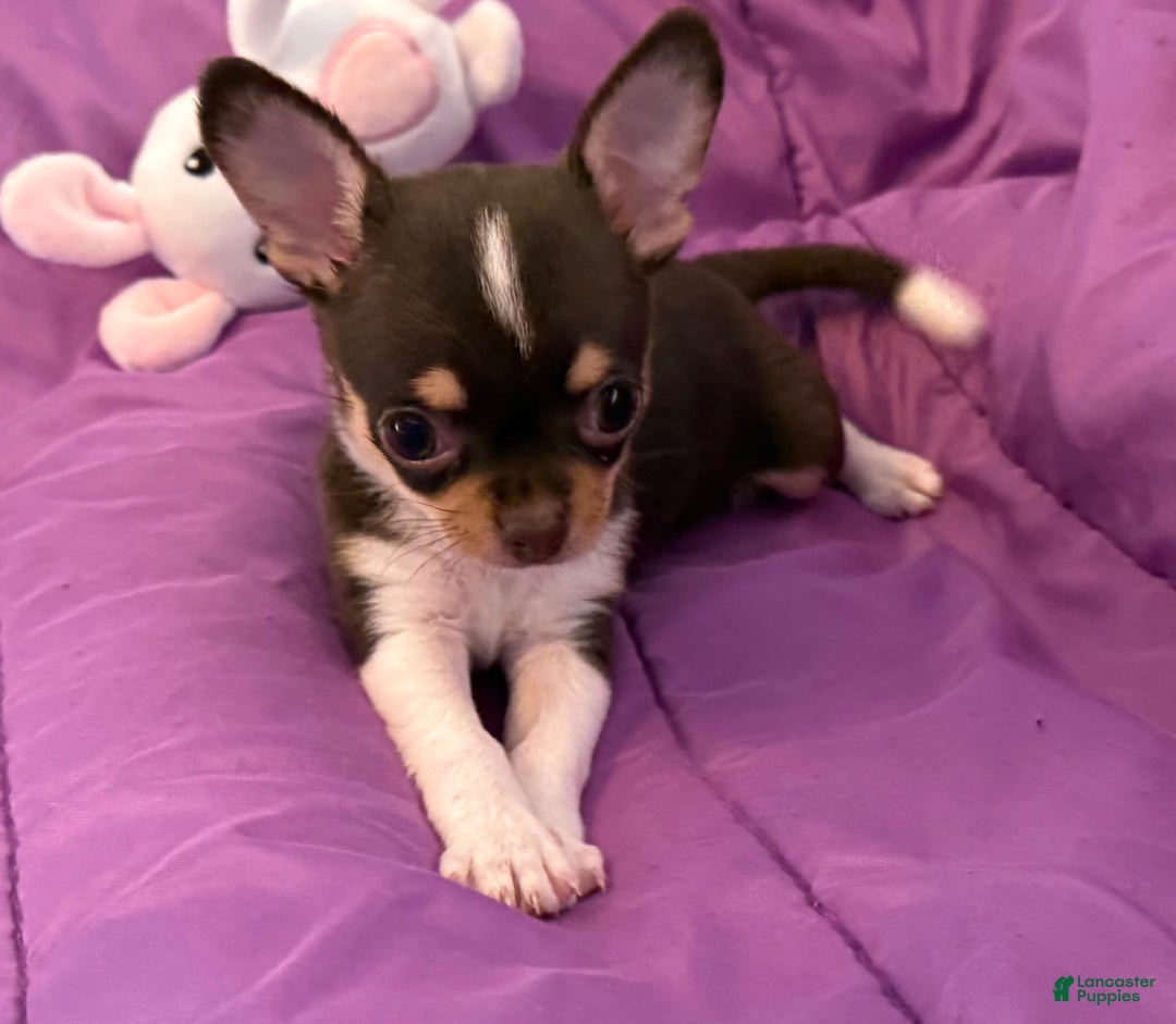 Chihuahua dogs for sale: Fancy Stance - Image 15