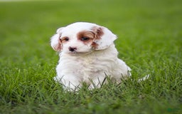 Goldendoodle dogs for sale: Odette - Image 6