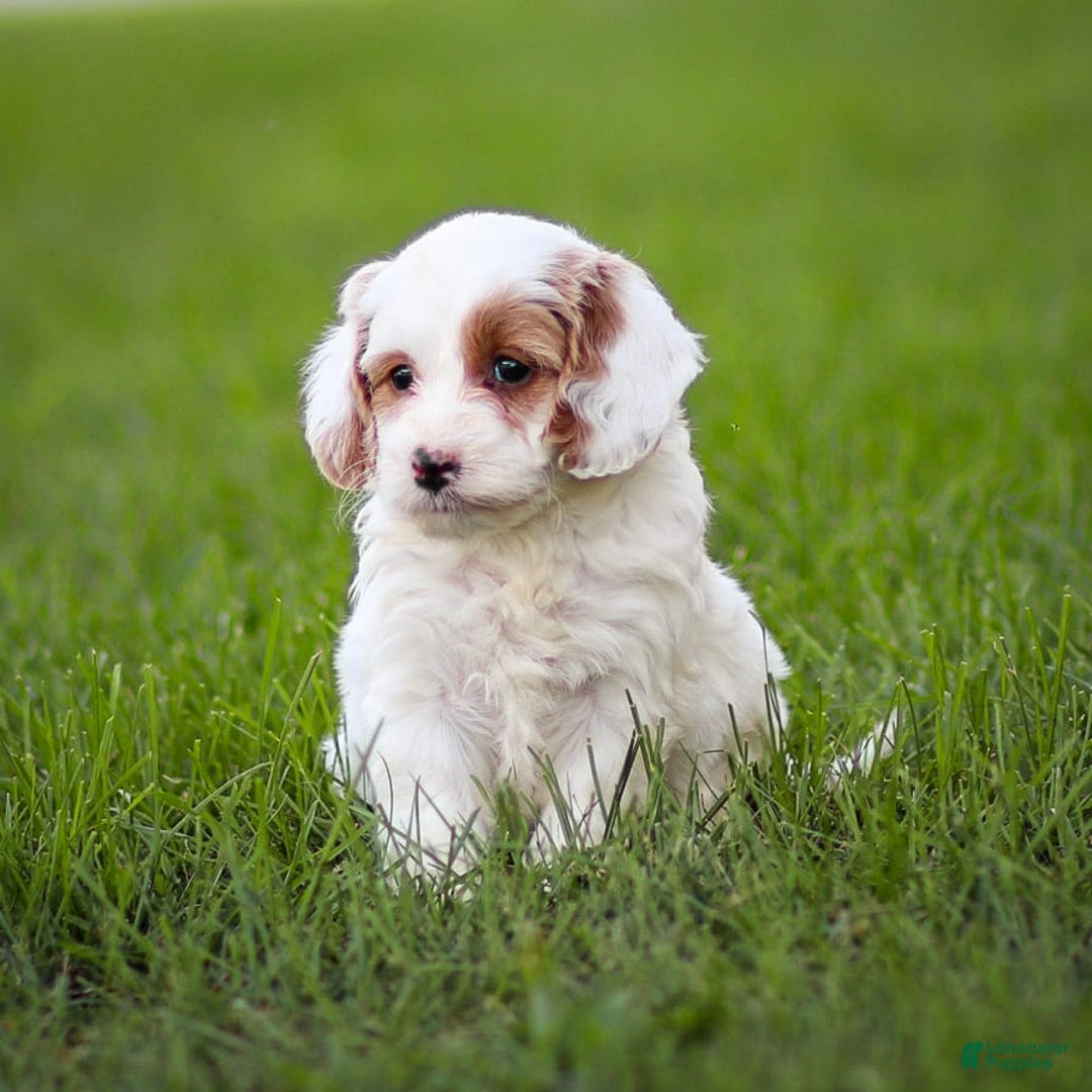Goldendoodle dogs for sale: Odette - Image 6