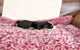 Greater Swiss Mountain Dog dogs for sale: Harvey - Image 3