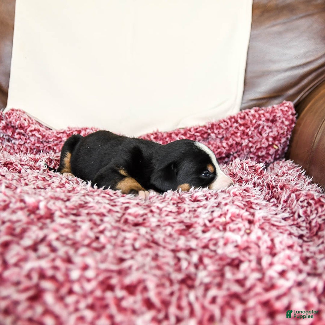 Greater Swiss Mountain Dog dogs for sale: Harvey - Image 3