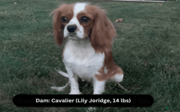 Cavapoo dogs for sale: Cleo - Image 9