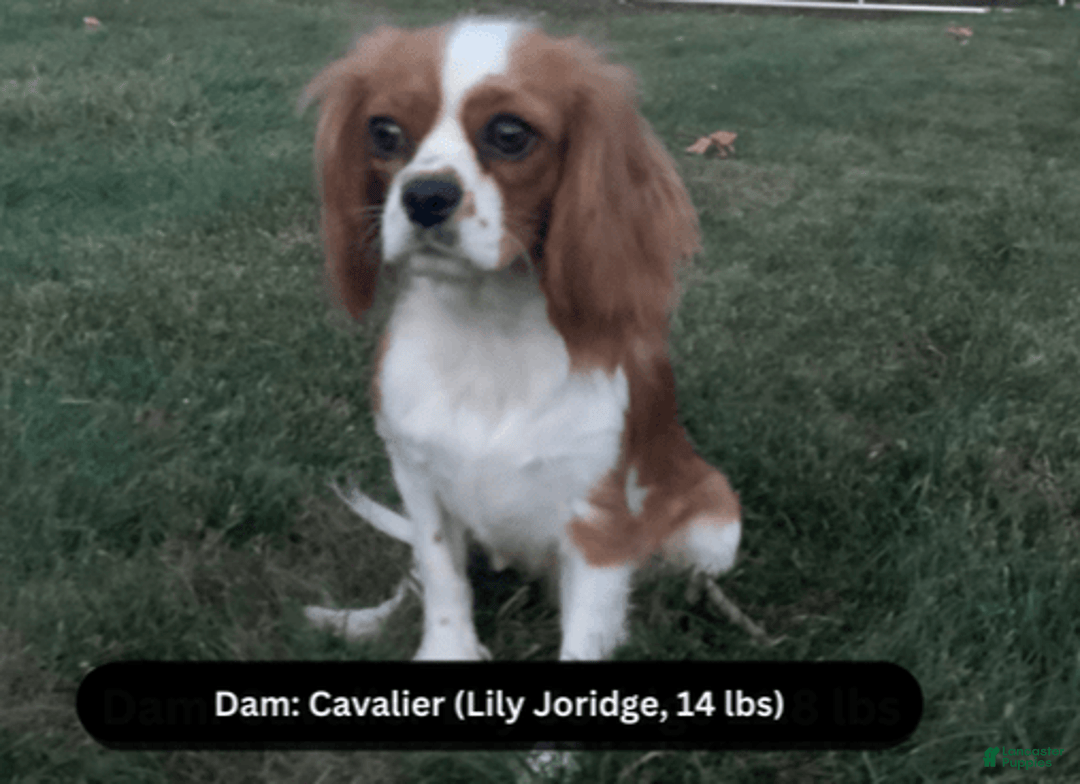 Cavapoo dogs for sale: Cleo - Image 9
