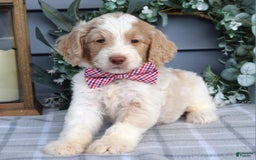 Goldendoodle dogs for sale: Audi - Image 4