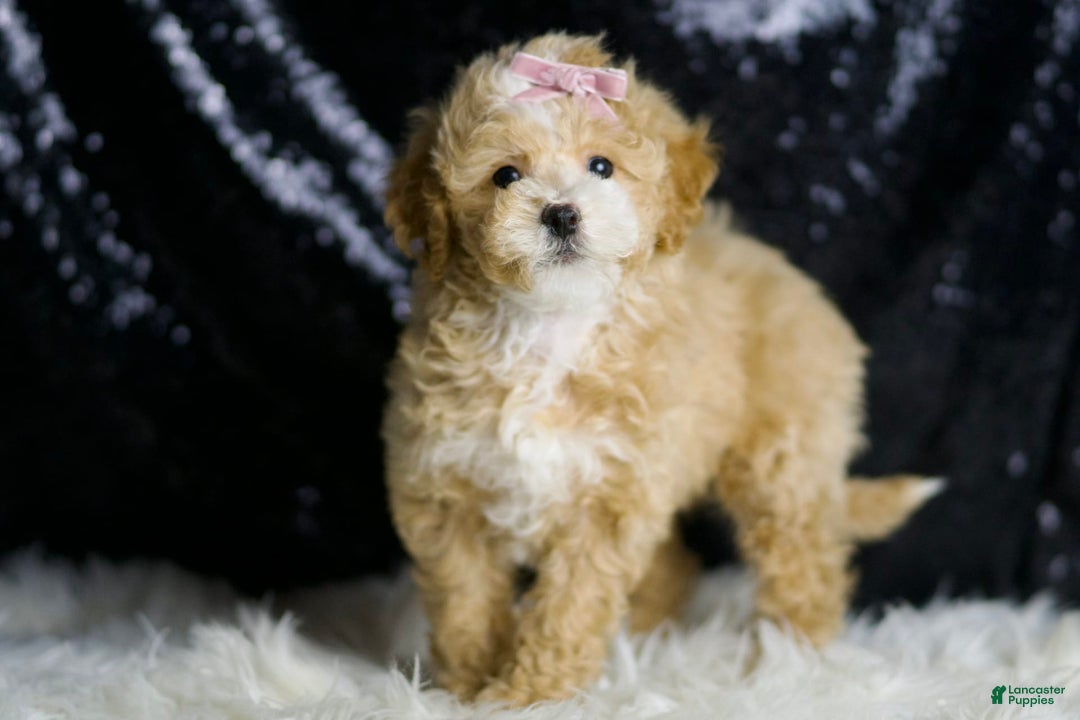 Maltipoo dogs for sale: Willow - Image 3