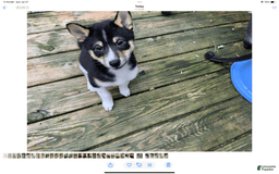 Shiba Inu dogs for sale: 2 Spot - Image 3