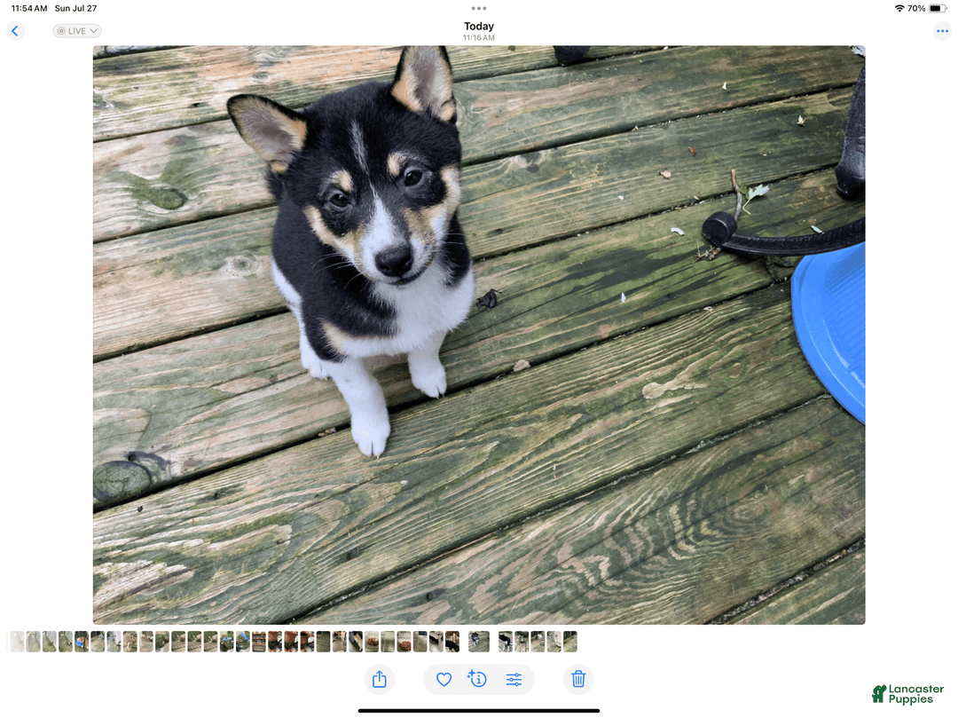 Shiba Inu dogs for sale: 2 Spot - Image 3