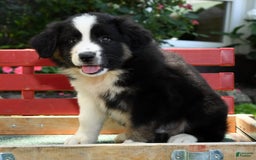 Australian Shepherd dogs for sale: Bear - Image 8