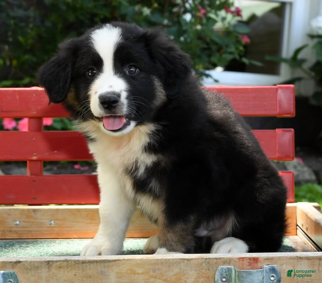 Australian Shepherd dogs for sale: Bear - Image 8