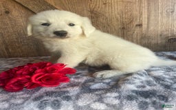 Great Pyrenees dogs for sale: Maverick - Image 2