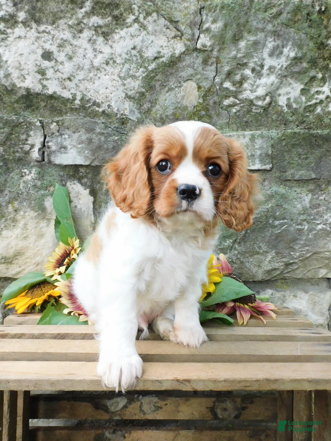 Cavalier King Charles Spaniel dogs for sale: Hunter - Image 5