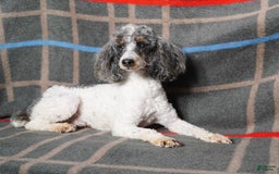 Mini Bernedoodle dogs for sale: Milo - Image 9