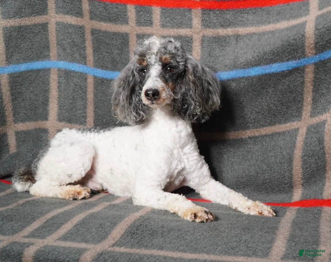 Mini Bernedoodle dogs for sale: Milo - Image 9