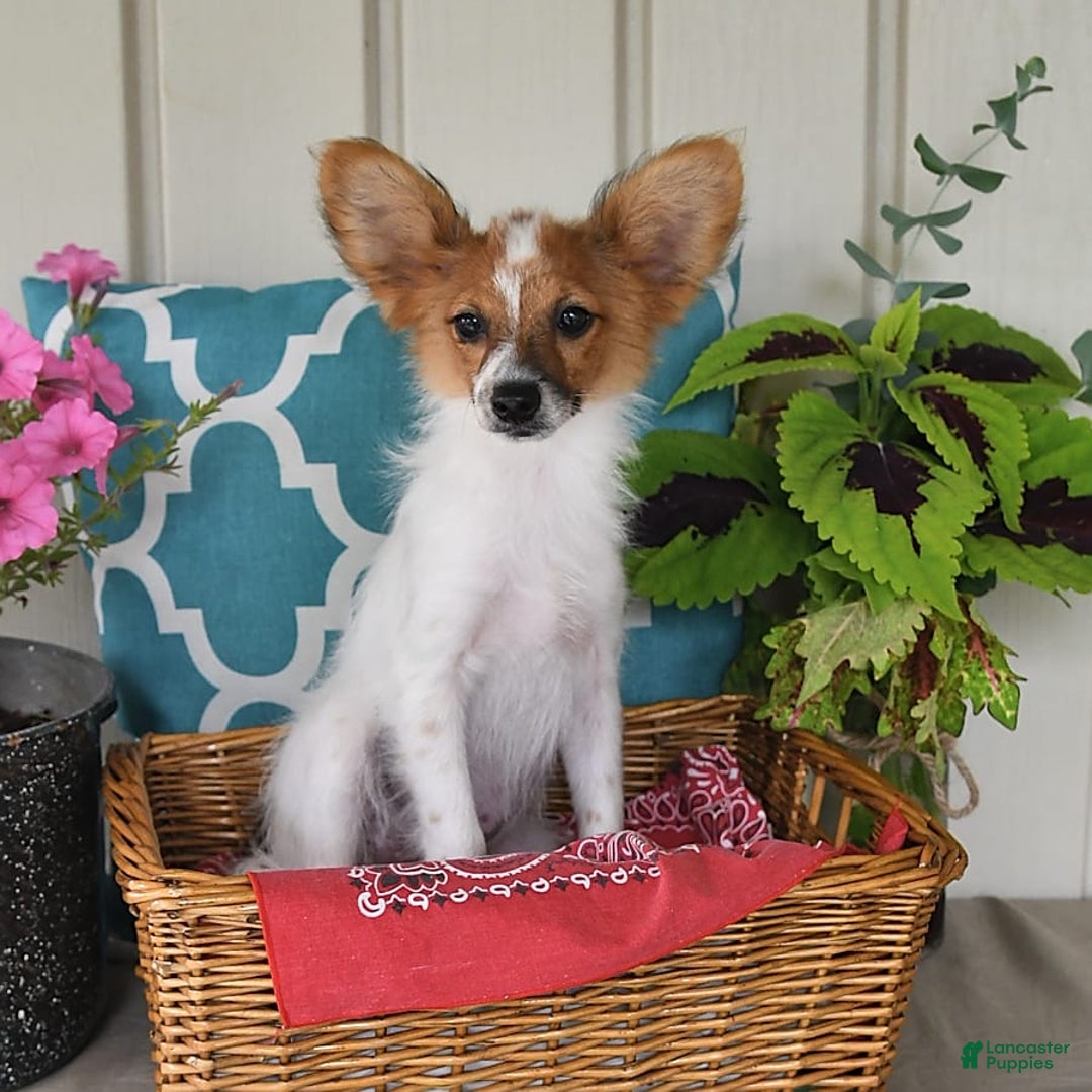 Papillon dogs for sale: Bella - Image 3