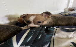 Welsh Corgi Pembroke dogs for sale: Fez - Image 7
