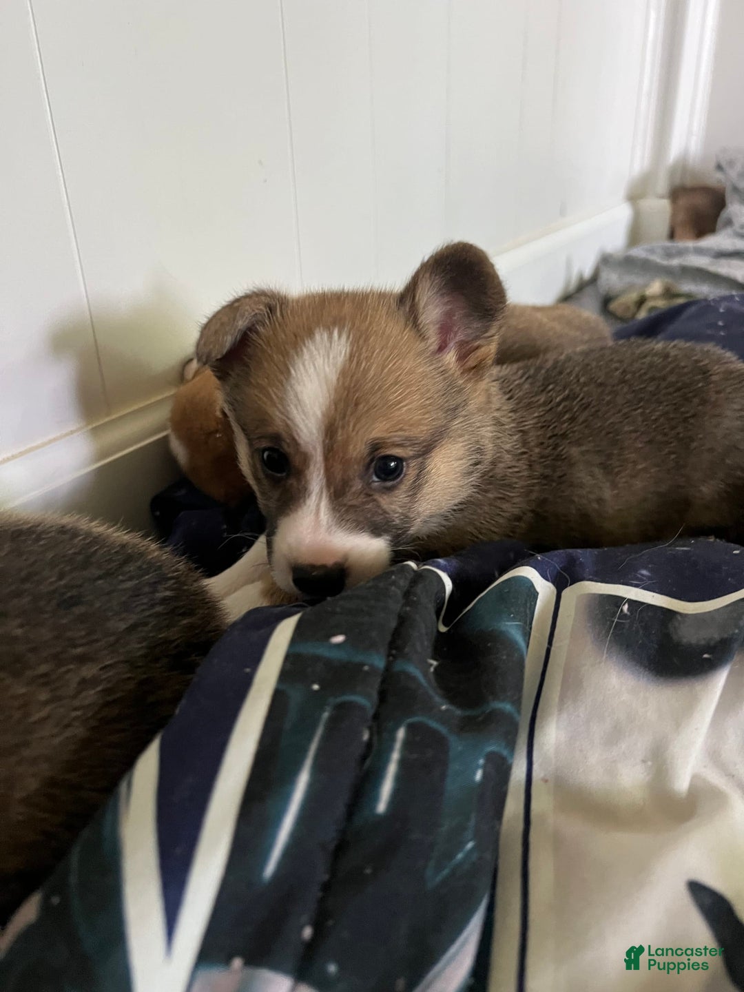 Welsh Corgi Pembroke dogs for sale: Fez - Image 7