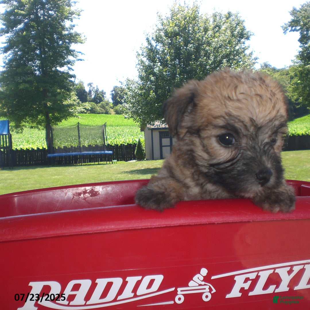 Yorkiepoo dogs for sale: Sally - Image 12