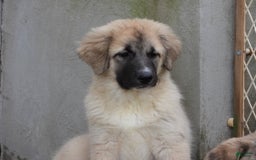 Anatolian Shepherd dogs for sale: Shyla - Image 2
