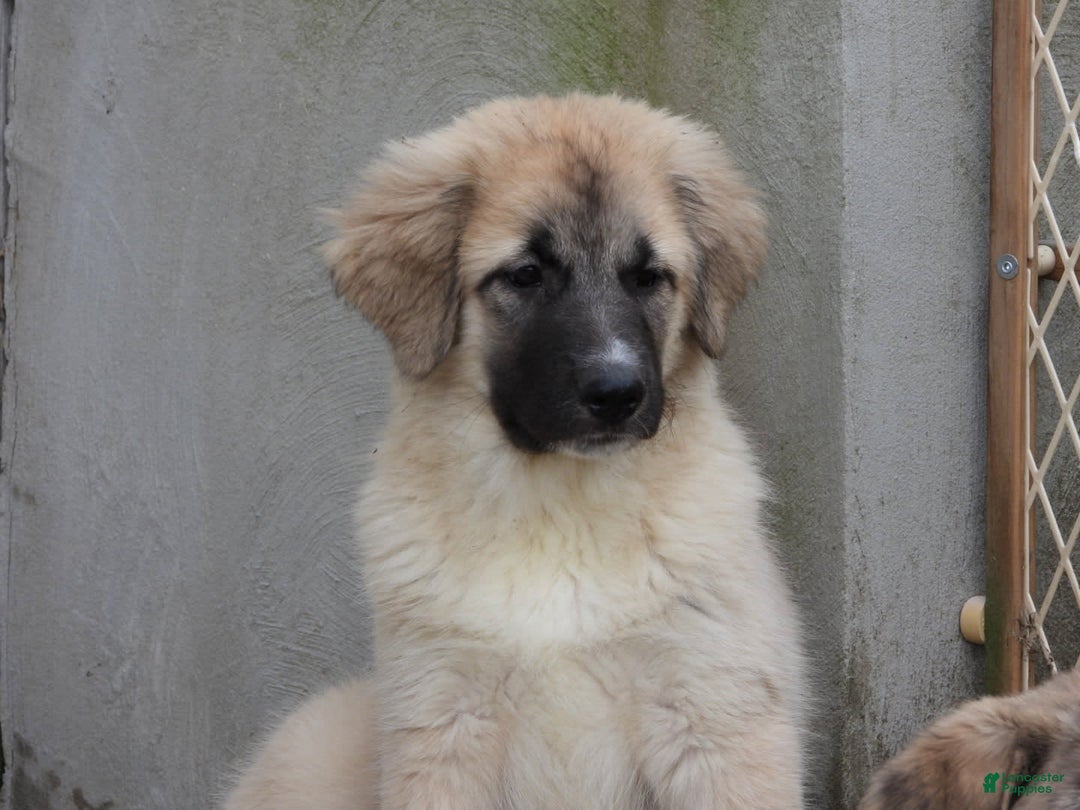 Anatolian Shepherd dogs for sale: Shyla - Image 2